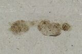 Fossil Ant (Formicidae)- Green River Formation, Utah #108813-1
